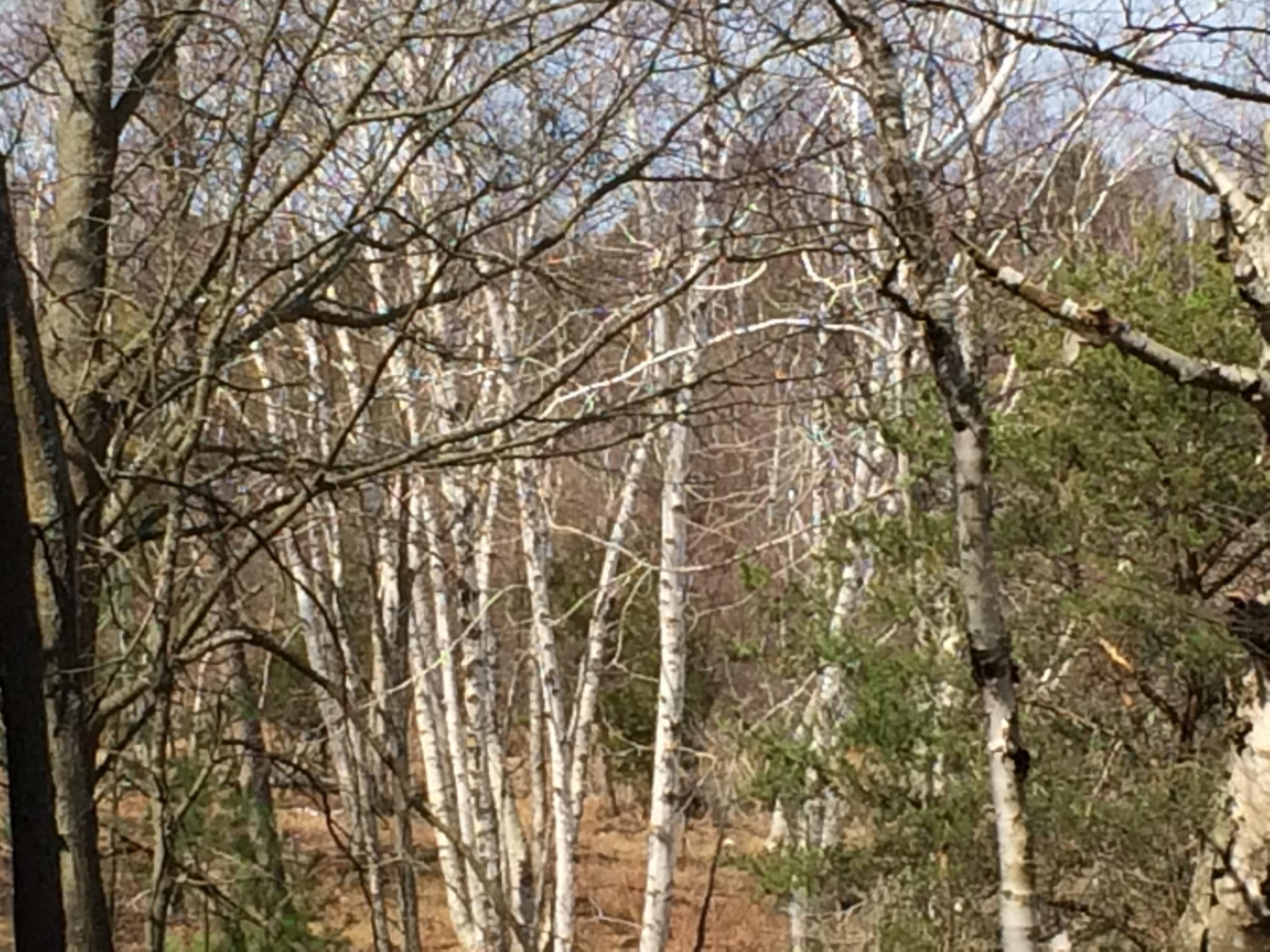 28.6 A Red Apple Road Manistee, MI 49660 - Photo 20 of 32 Beautiful birch scattered on property