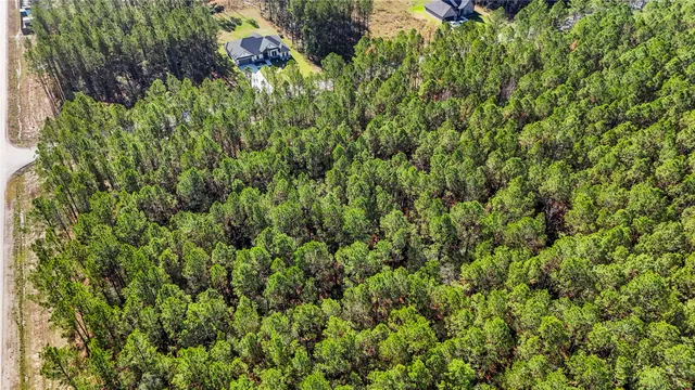 a view of a lush green forest with a tree