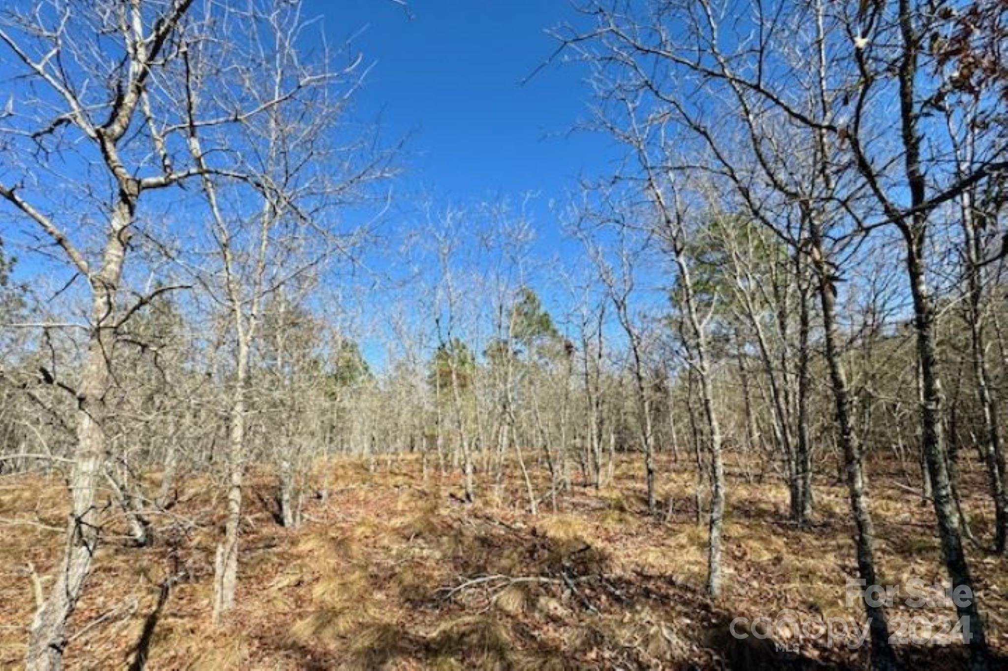 0 State Line Road Bennettsville, SC 29512 - Photo 3 of 12 a view of a yard with large trees