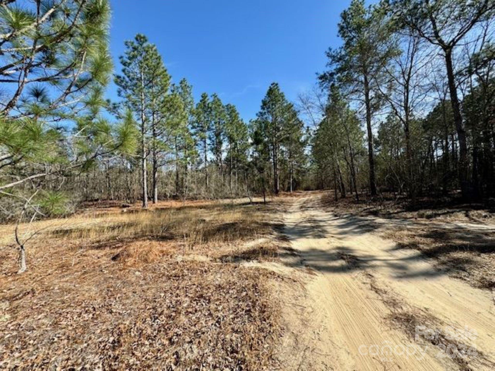 0 State Line Road Bennettsville, SC 29512 - Photo 6 of 12 a view of outdoor space with trees