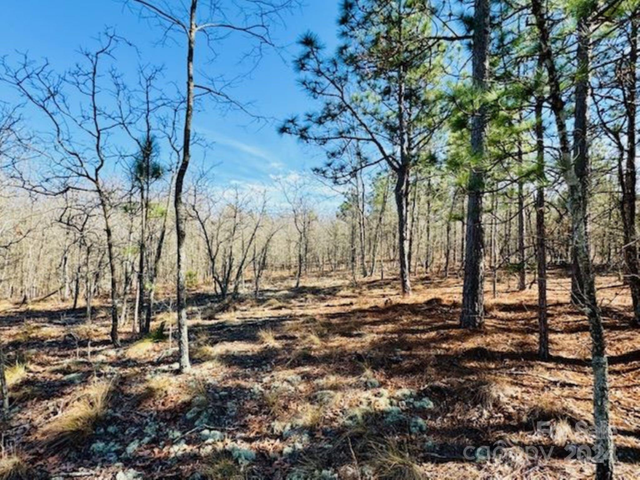 0 State Line Road Bennettsville, SC 29512 - Photo 8 of 12 a view of a backyard of a house