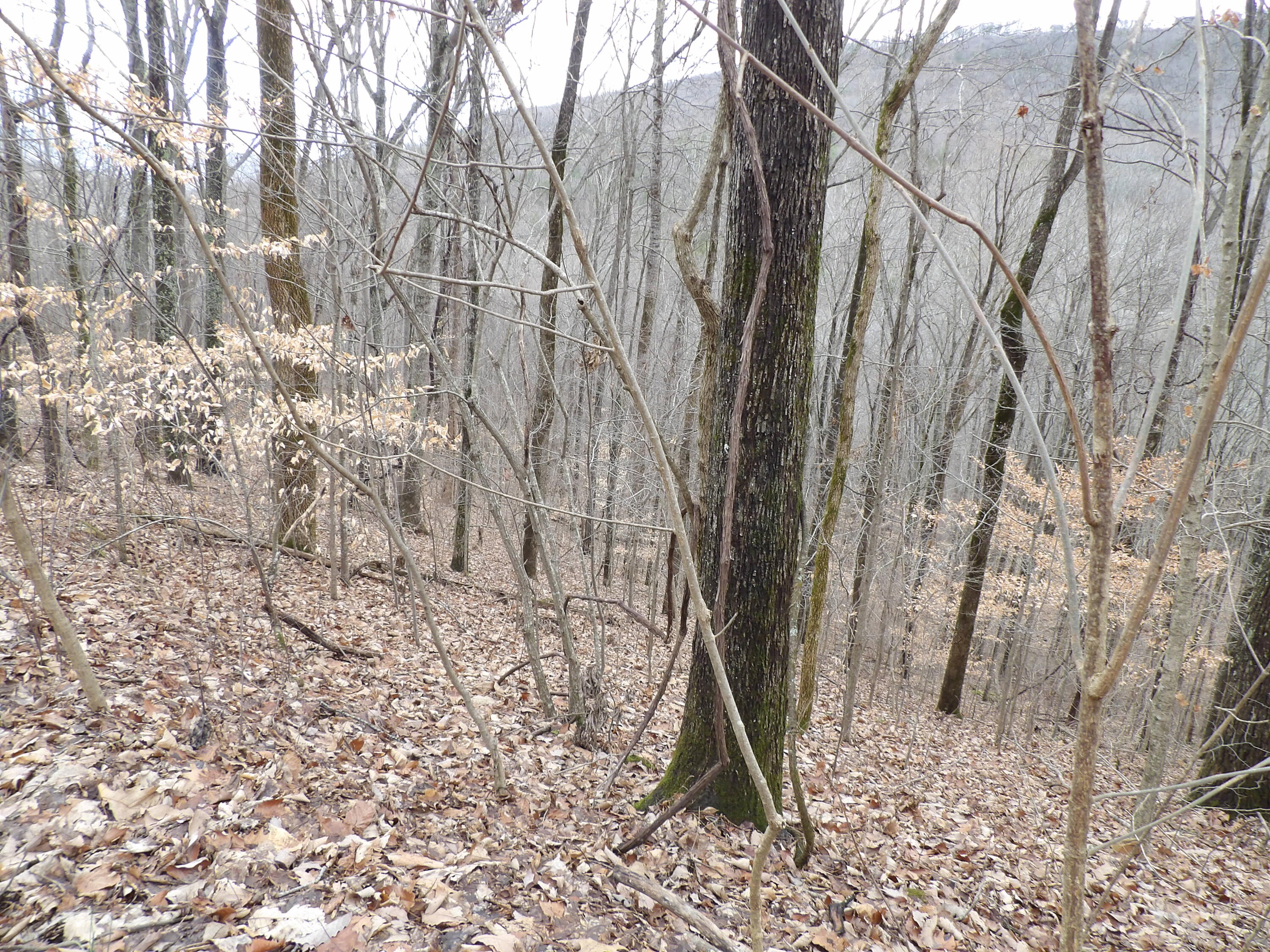 27 Cherokee Ridge Road, Unit 27 Pikeville, TN 37367 - Photo 5 of 10 100_5122