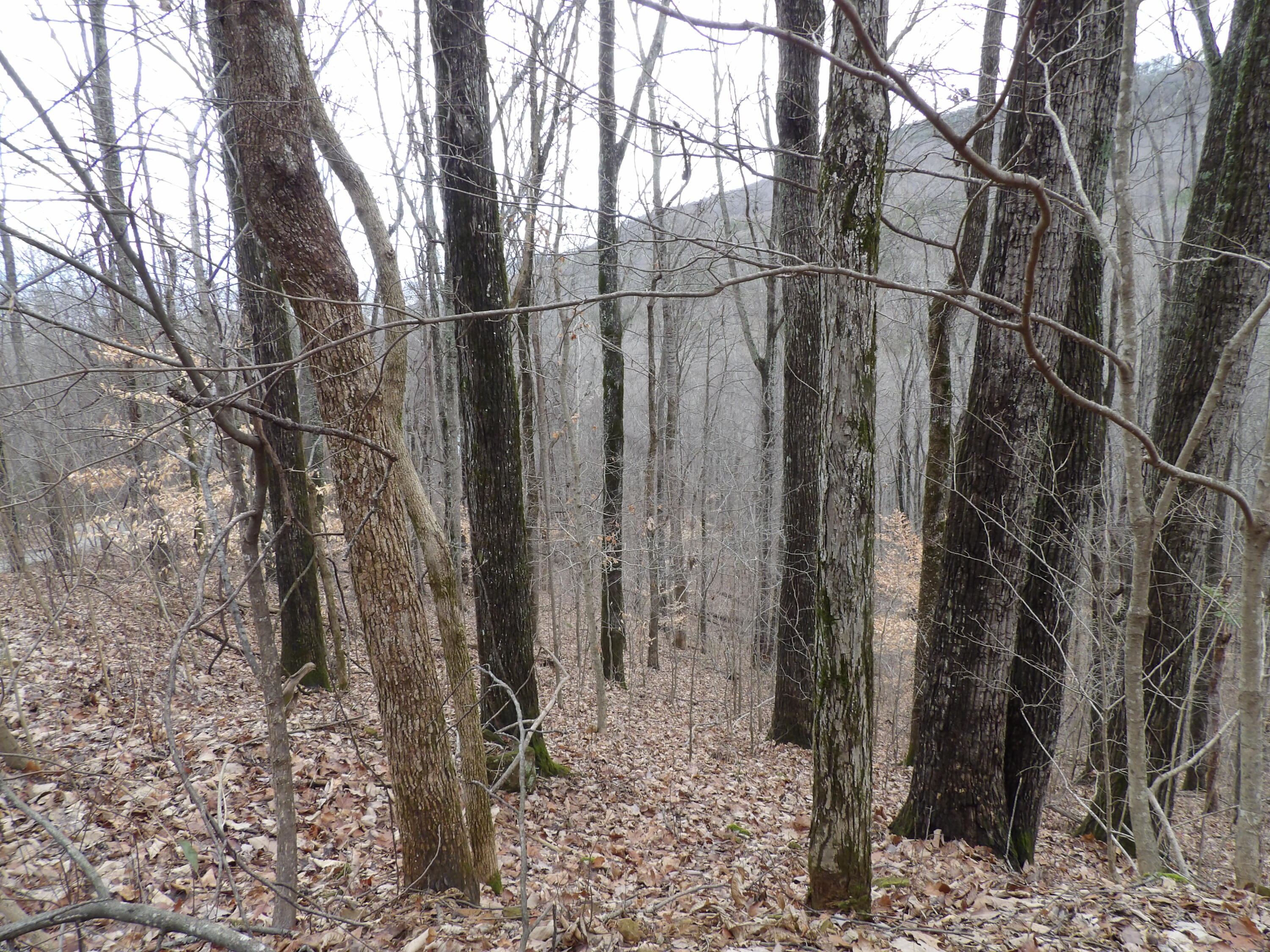 27 Cherokee Ridge Road, Unit 27 Pikeville, TN 37367 - Photo 8 of 10 100_5125