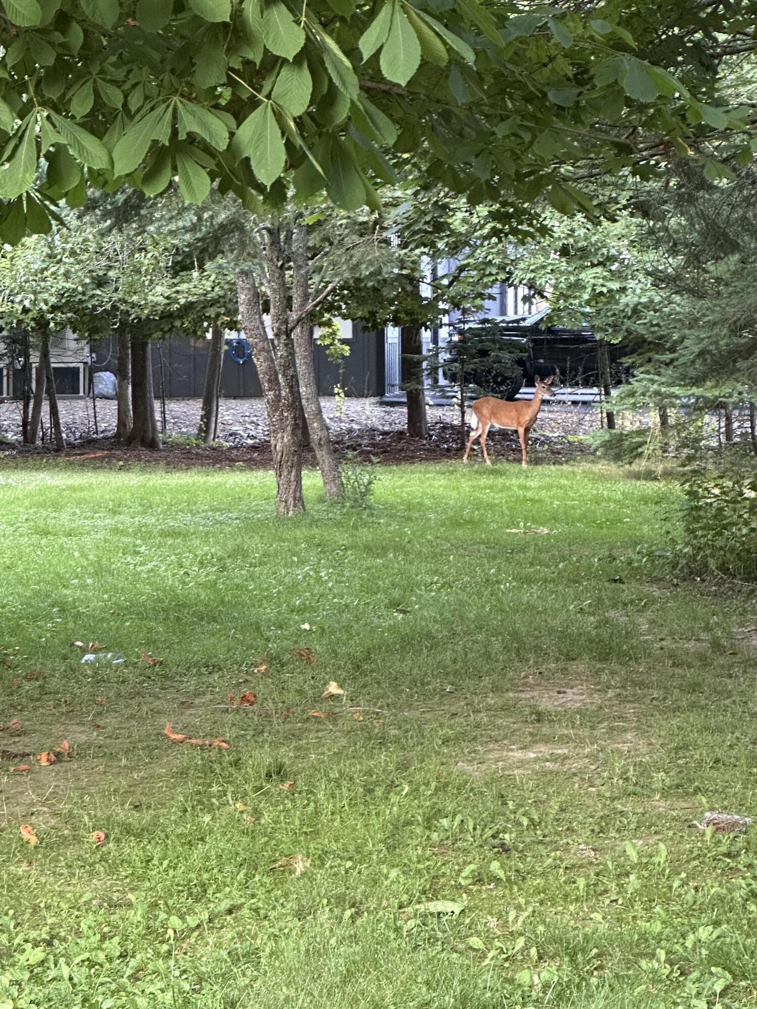 33 Center Street Machias, ME 04654 - Photo 6 of 45 IMG_6093