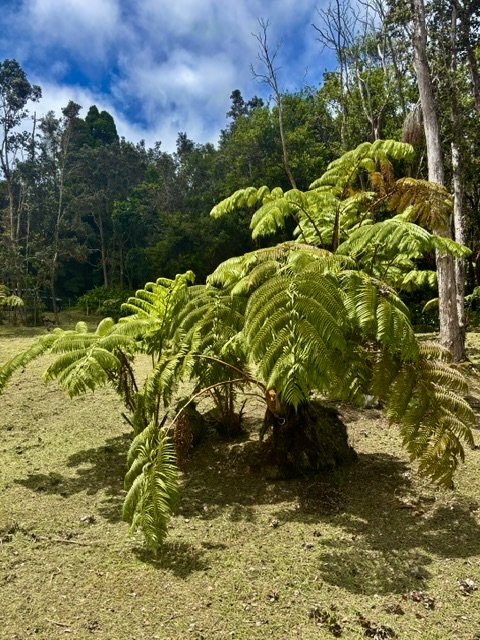 3 Haunani Road Volcano, HI 96785 - Photo 15 of 27 Gallery Image 15