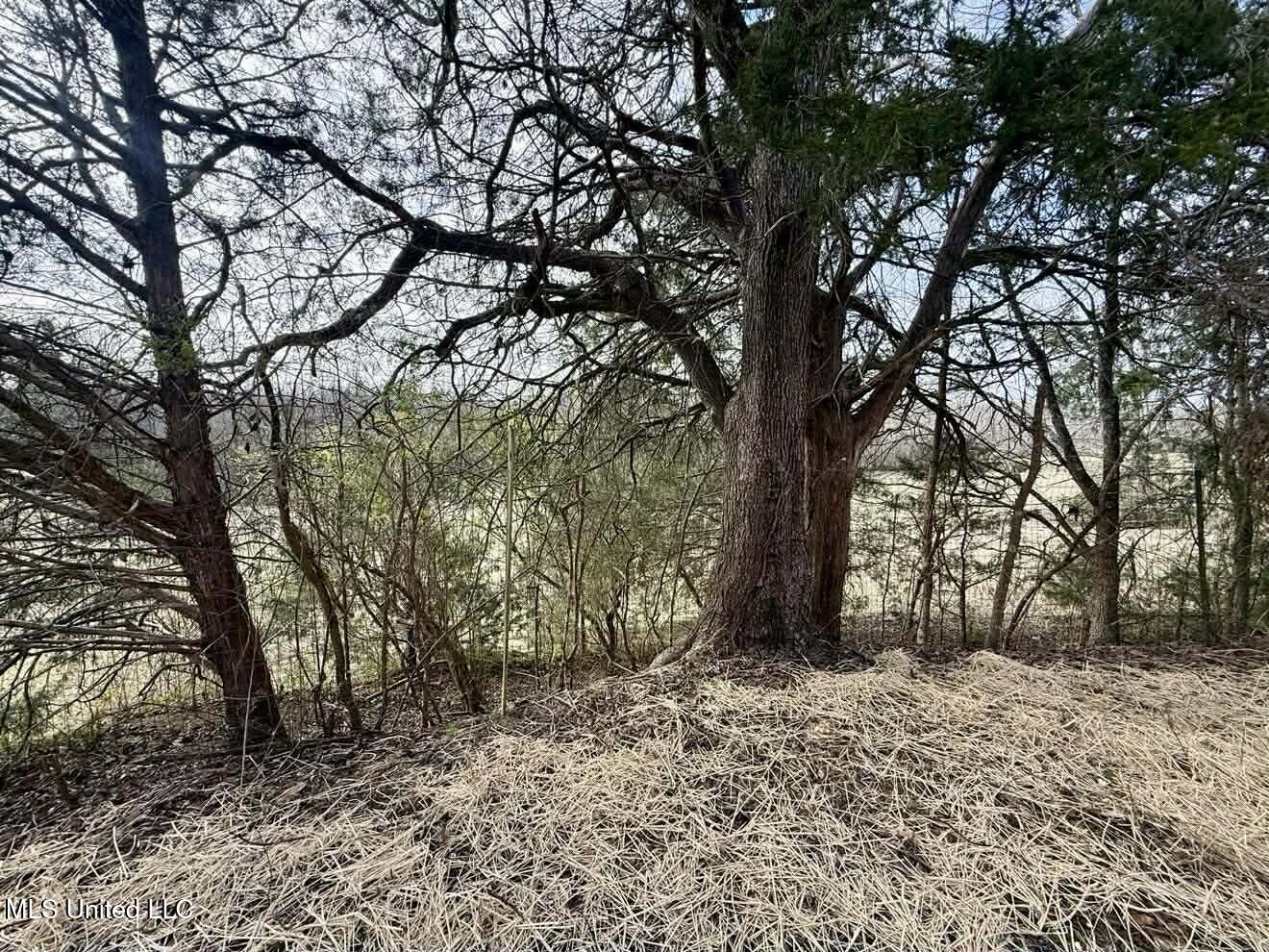 1838 Dees Road Batesville, MS 38606 - Photo 9 of 27 back yard