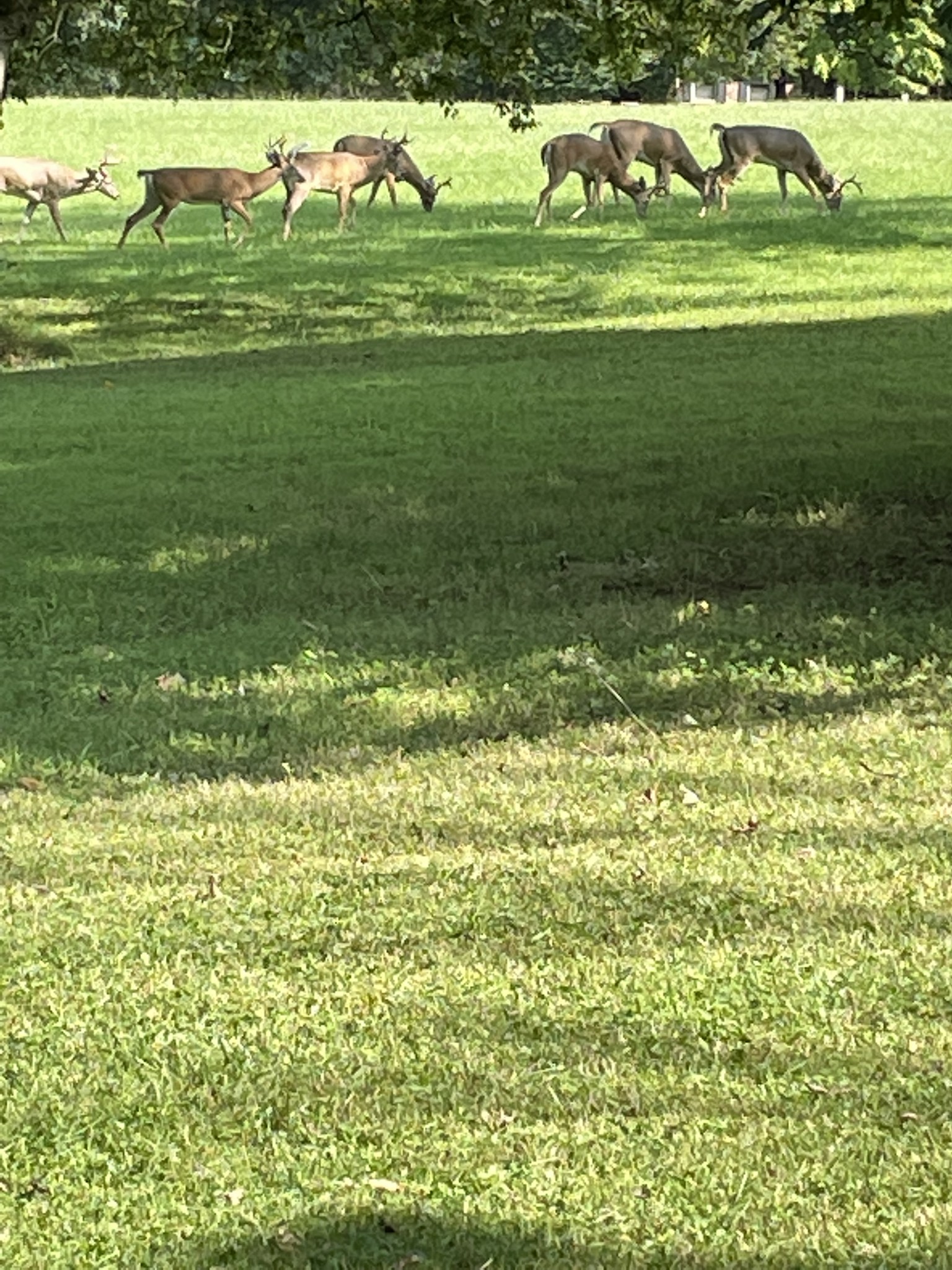 450 Bell Road Gallatin, TN 37066 - Photo 42 of 45