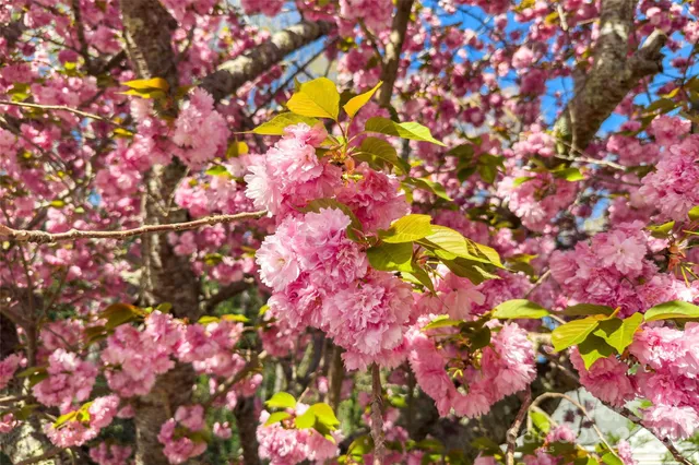 $434,900 | 2 Llama Vista Court, Black Mountain, NC 28711