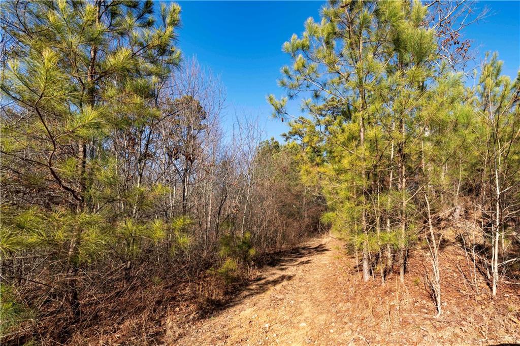 0 Sam Sutton Road Northwest Adairsville, GA 30103 - Photo 8 of 14 a view of a pathway with a tree