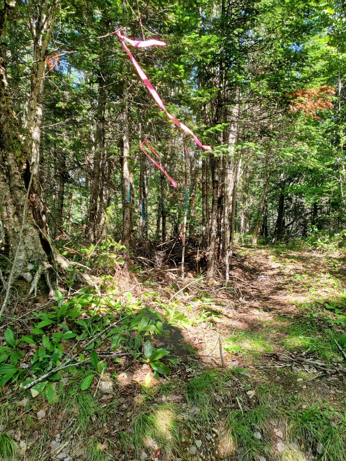 Lot 25 North Bell Field River Road Wytopitlock, ME 04497 - Photo 5 of 7 20220729_143133