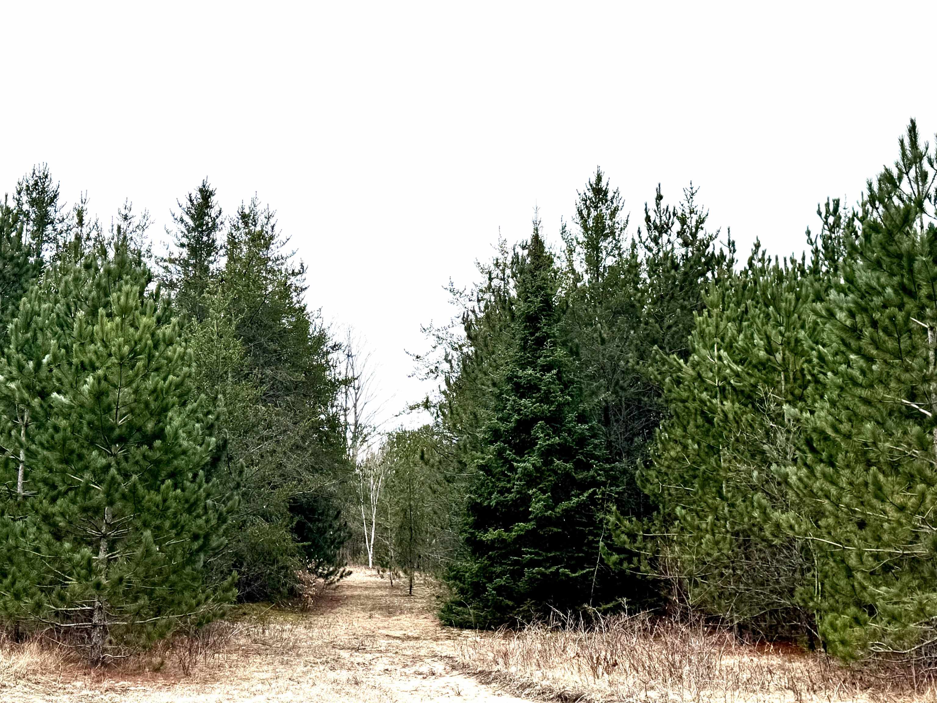 652 Phelps Road Northeast Kalkaska, MI 49646 - Photo 1 of 13