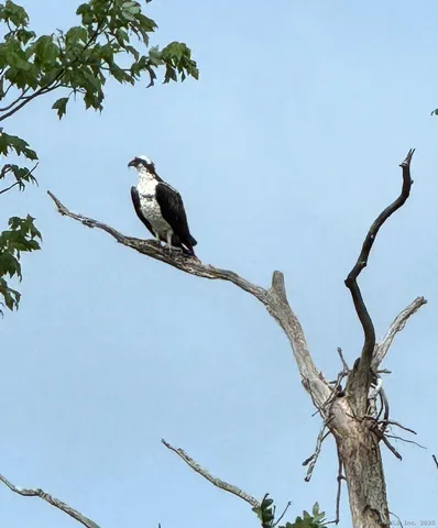 a vase of flowers sitting on a table