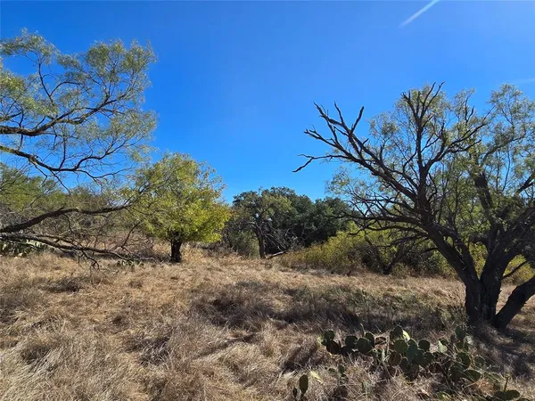 a view of a tree in a yard