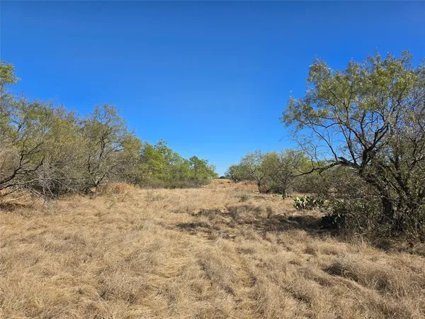 a view of a dry yard with trees