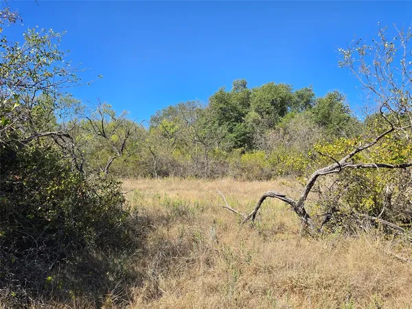 a view of a yard with a tree