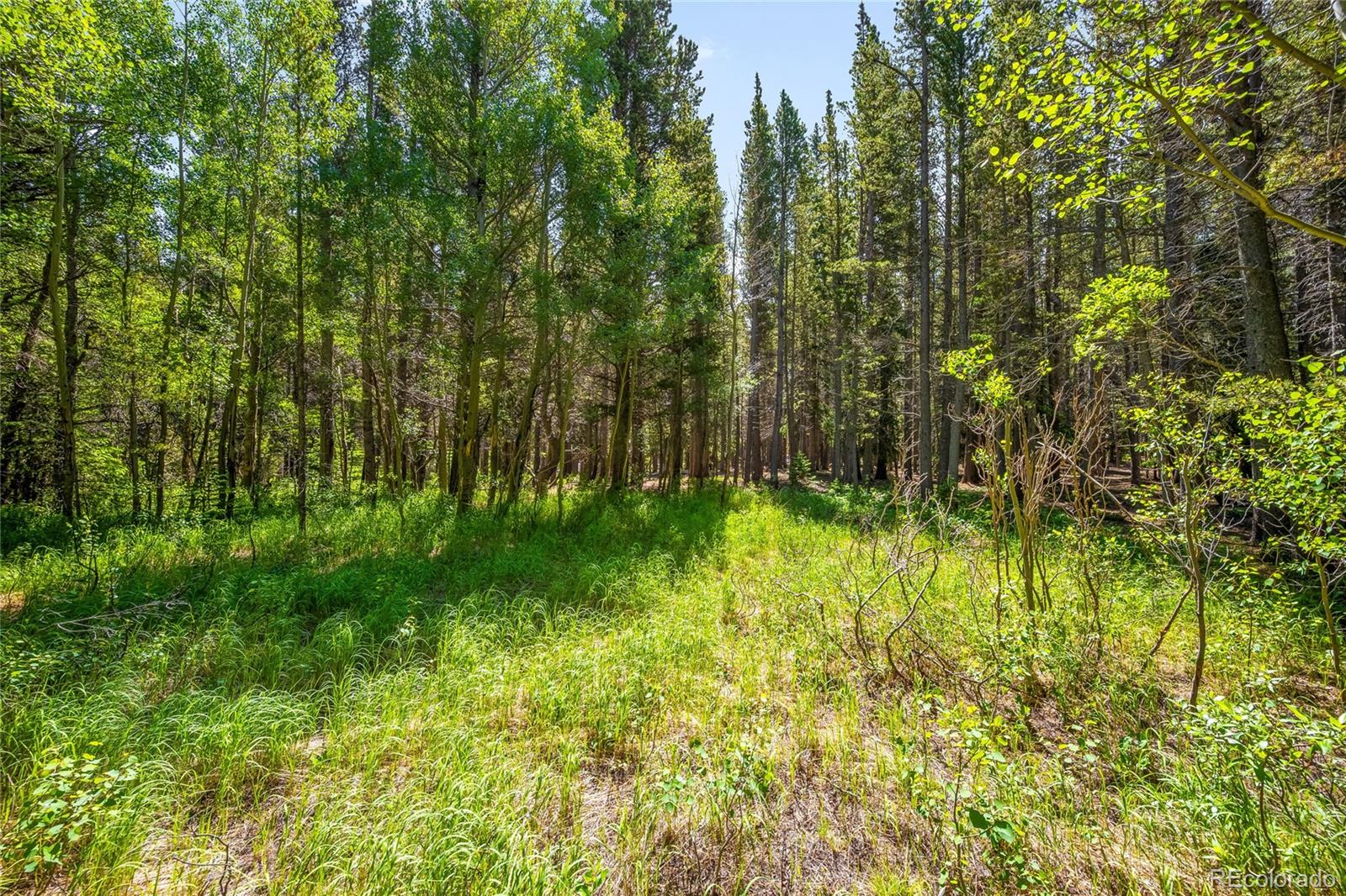 112 Deer Road Idaho Springs, CO 80452 - Photo 5 of 12 a view of a garden