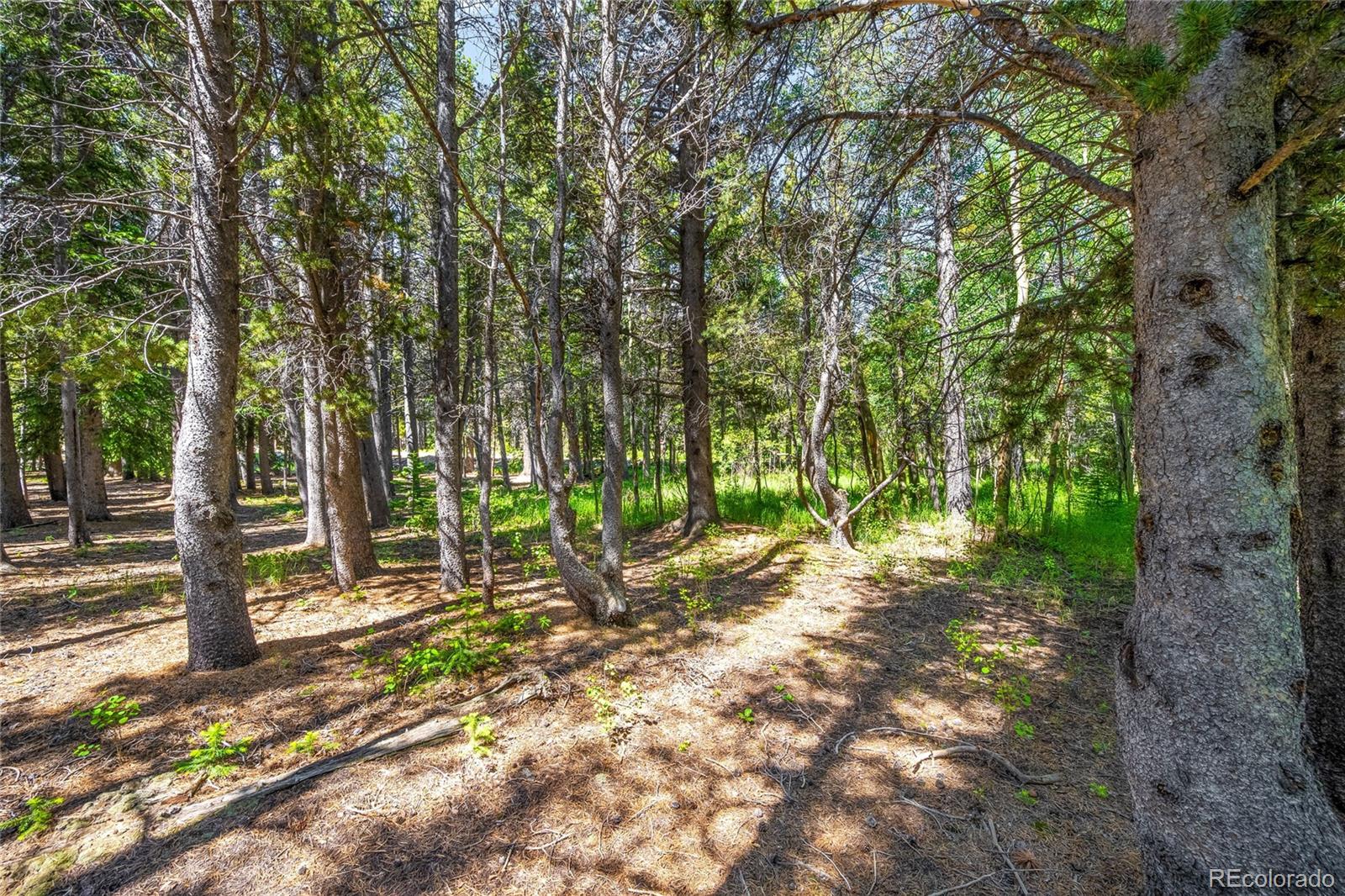 112 Deer Road Idaho Springs, CO 80452 - Photo 6 of 12 a backyard of a house with lots of green space