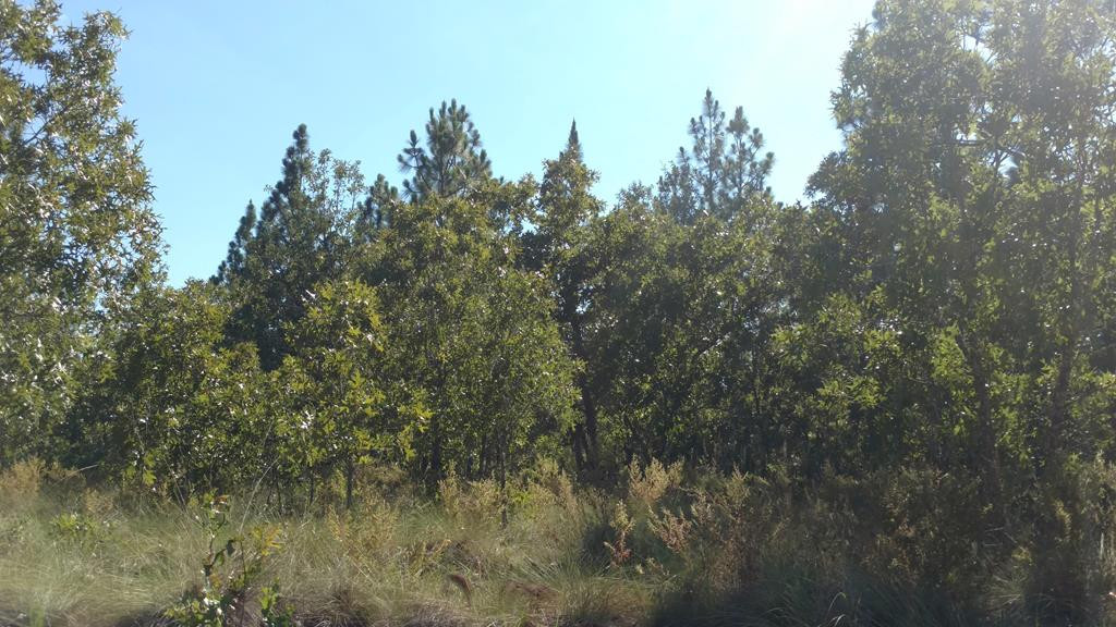 Tract H Centerwood Road Williston, SC 29853 - Photo 6 of 7 Gallery Image 6