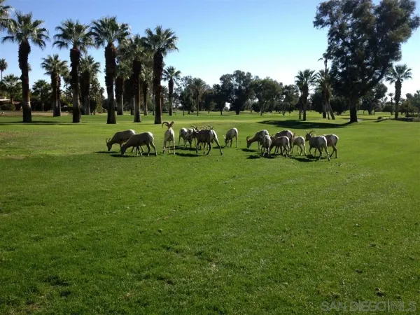 $5,000 | 1586 De Anza Drive, Borrego Springs, CA 92004