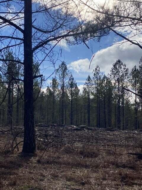 3 Thomas Springs Road Crossville, TN 38572 - Photo 4 of 7 a view of backyard with tree