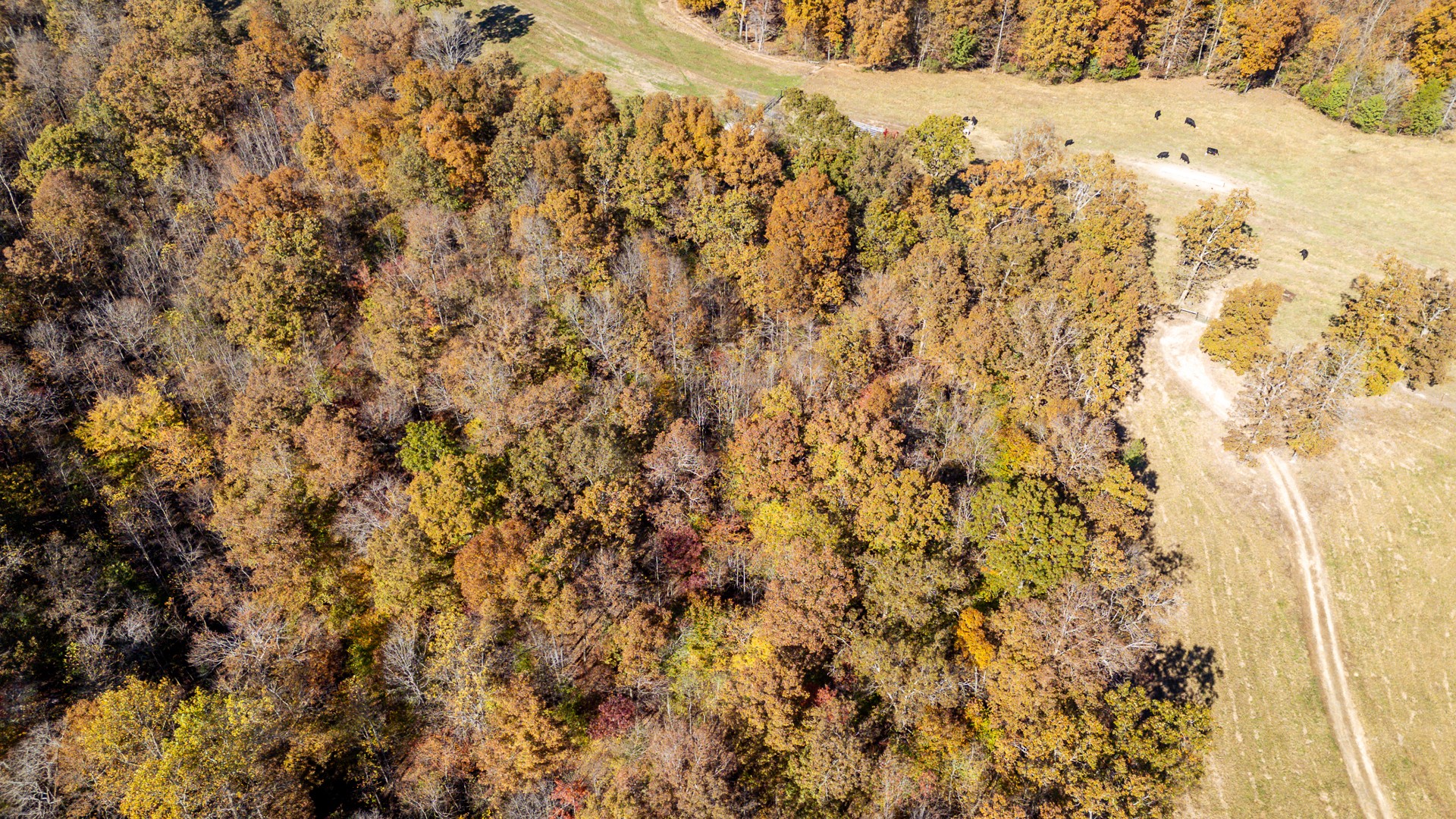 1317 Shawnettee Road Collinwood, TN 38450 - Photo 35 of 45