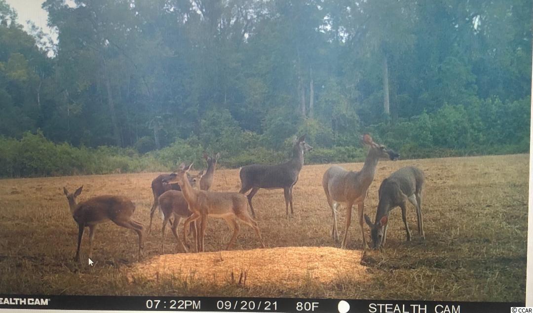 Old Taylor Road Kingstree, SC 29556 - Photo 15 of 17 Gallery Image 15