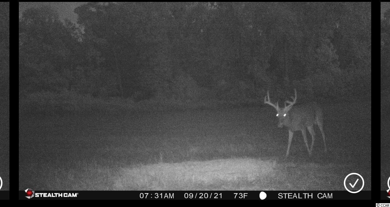 Old Taylor Road Kingstree, SC 29556 - Photo 17 of 17 Gallery Image 17