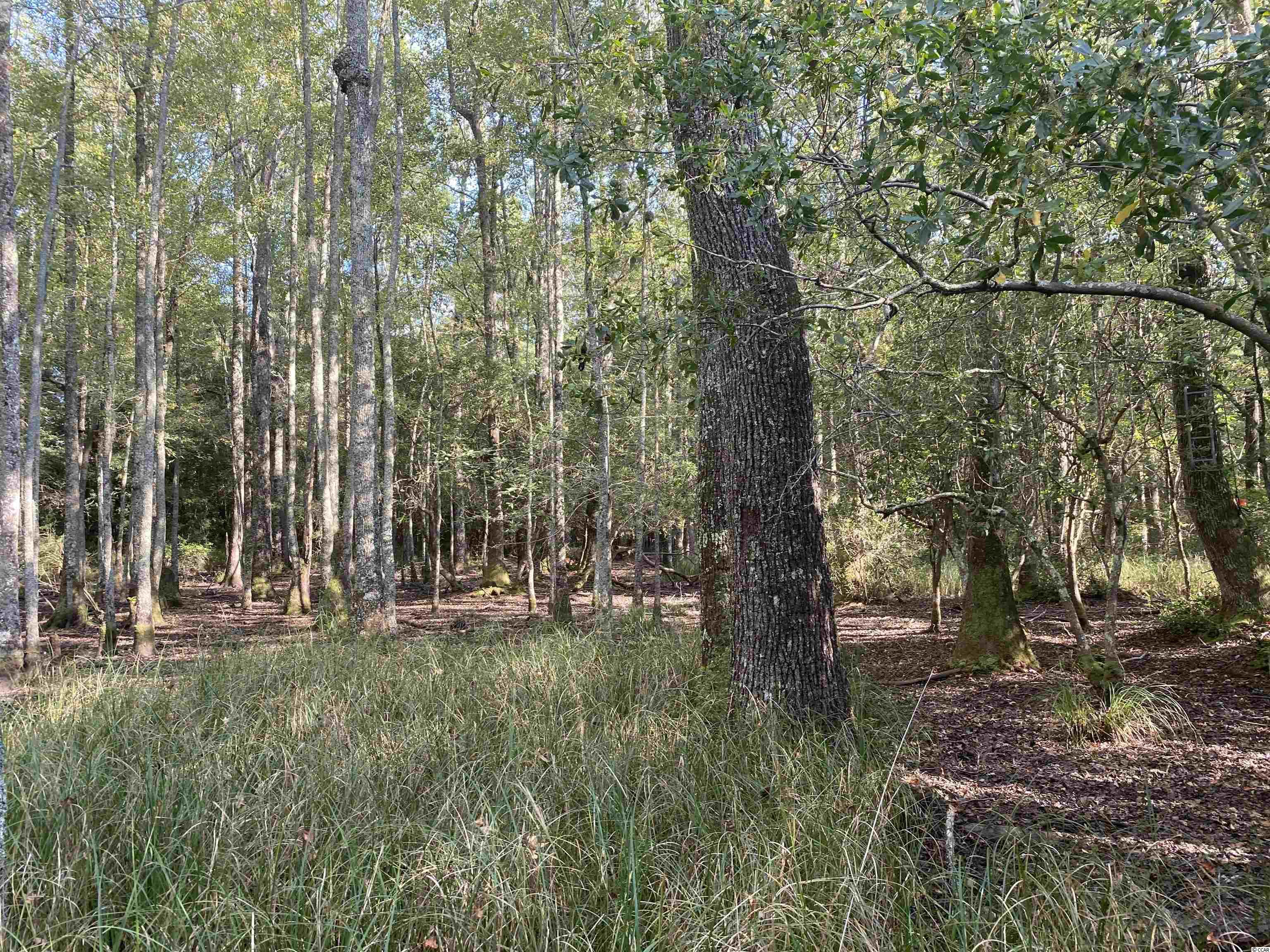 Old Taylor Road Kingstree, SC 29556 - Photo 8 of 17 Gallery Image 8