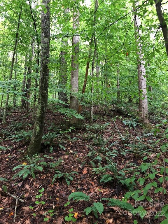 Tbd Britten Cove Road Weaverville, NC 28787 - Photo 5 of 10 Gallery Image 5
