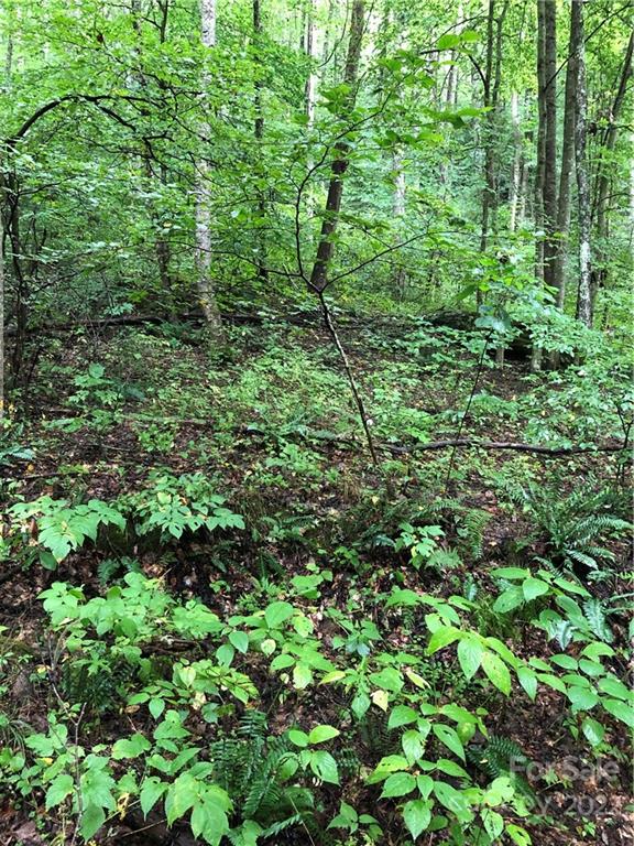 Tbd Britten Cove Road Weaverville, NC 28787 - Photo 7 of 10 Gallery Image 7