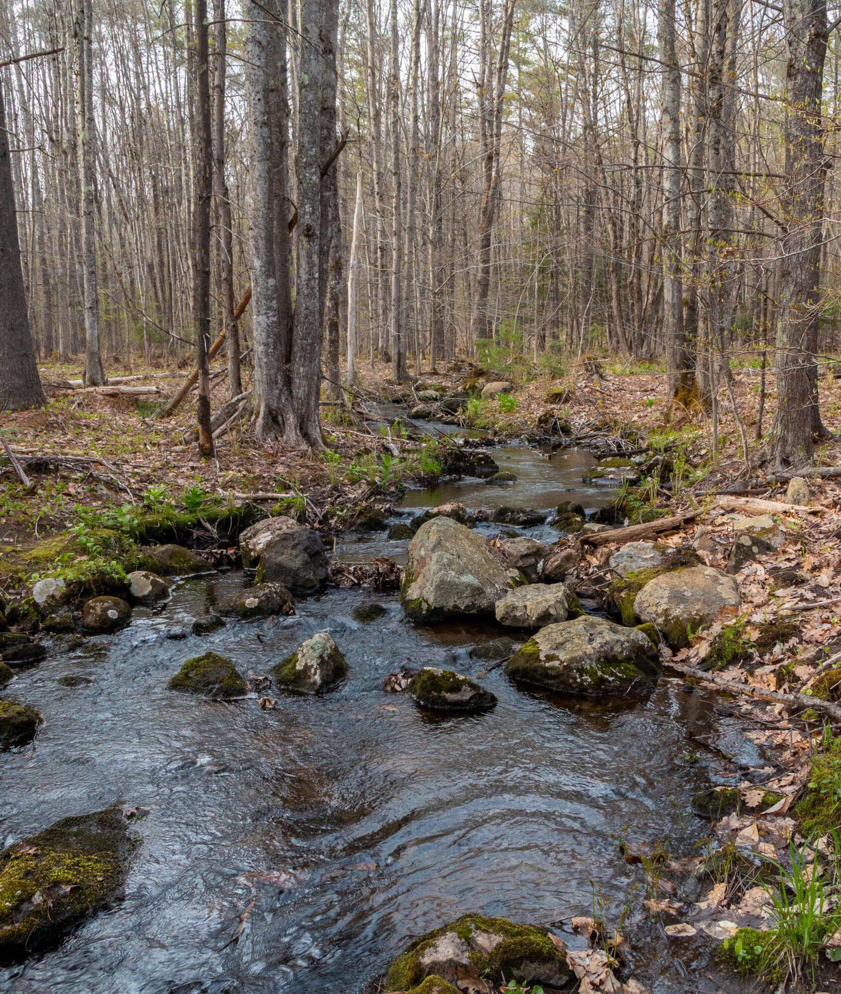 19 Yeaton Hill Road Springvale, ME 04083 - Photo 42 of 43 Smith Nature Trais (4 of 4)