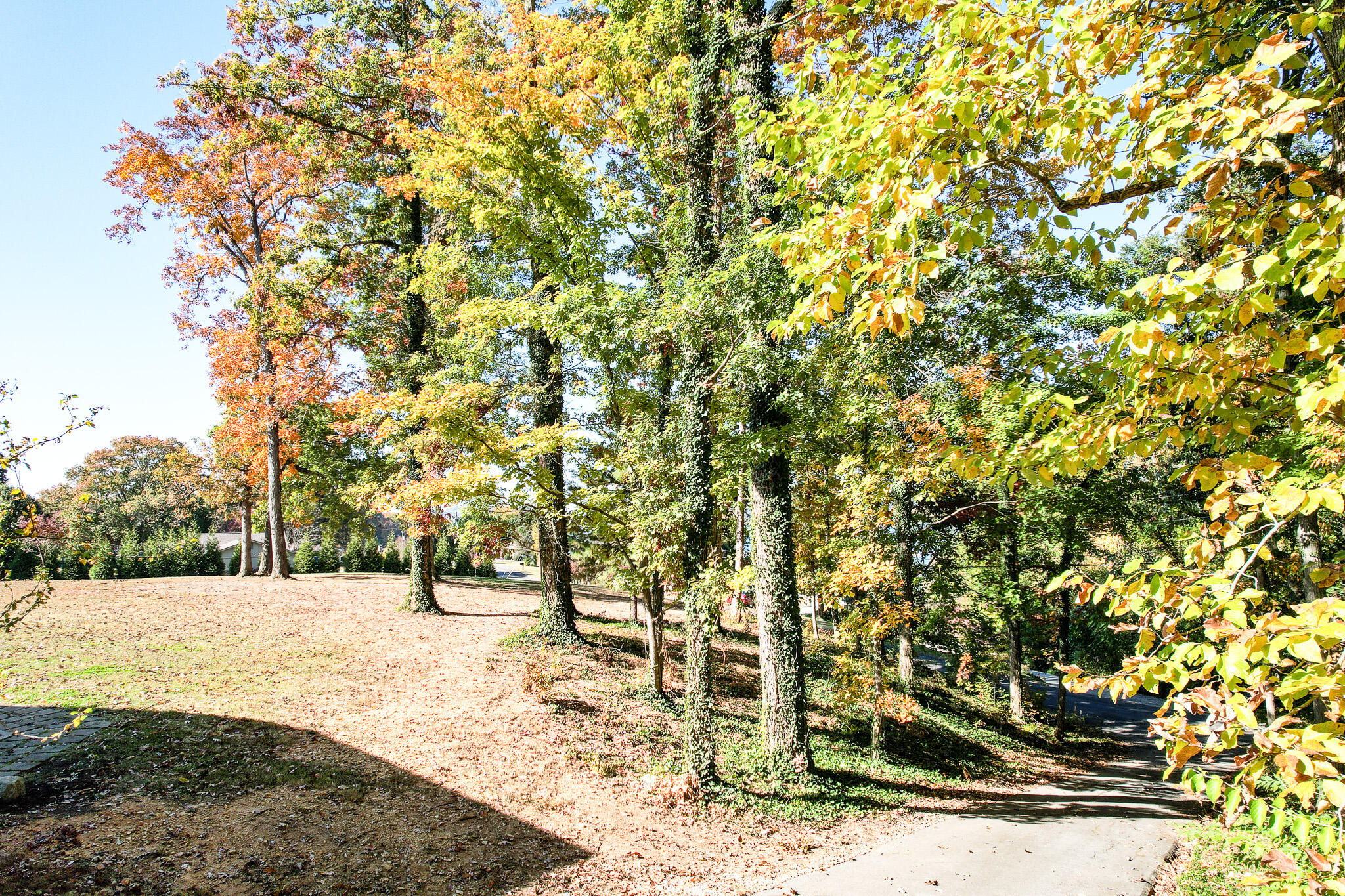 2887 Lake Forest Circle Talbott, TN 37877 - Photo 50 of 75 49