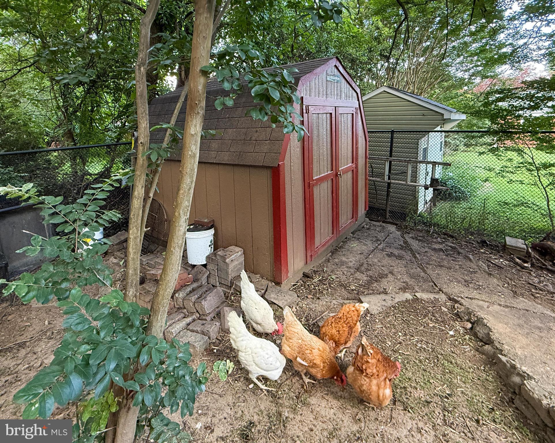 406 Belton Road Silver Spring, MD 20901 - Photo 35 of 36 Chickens can stay or go