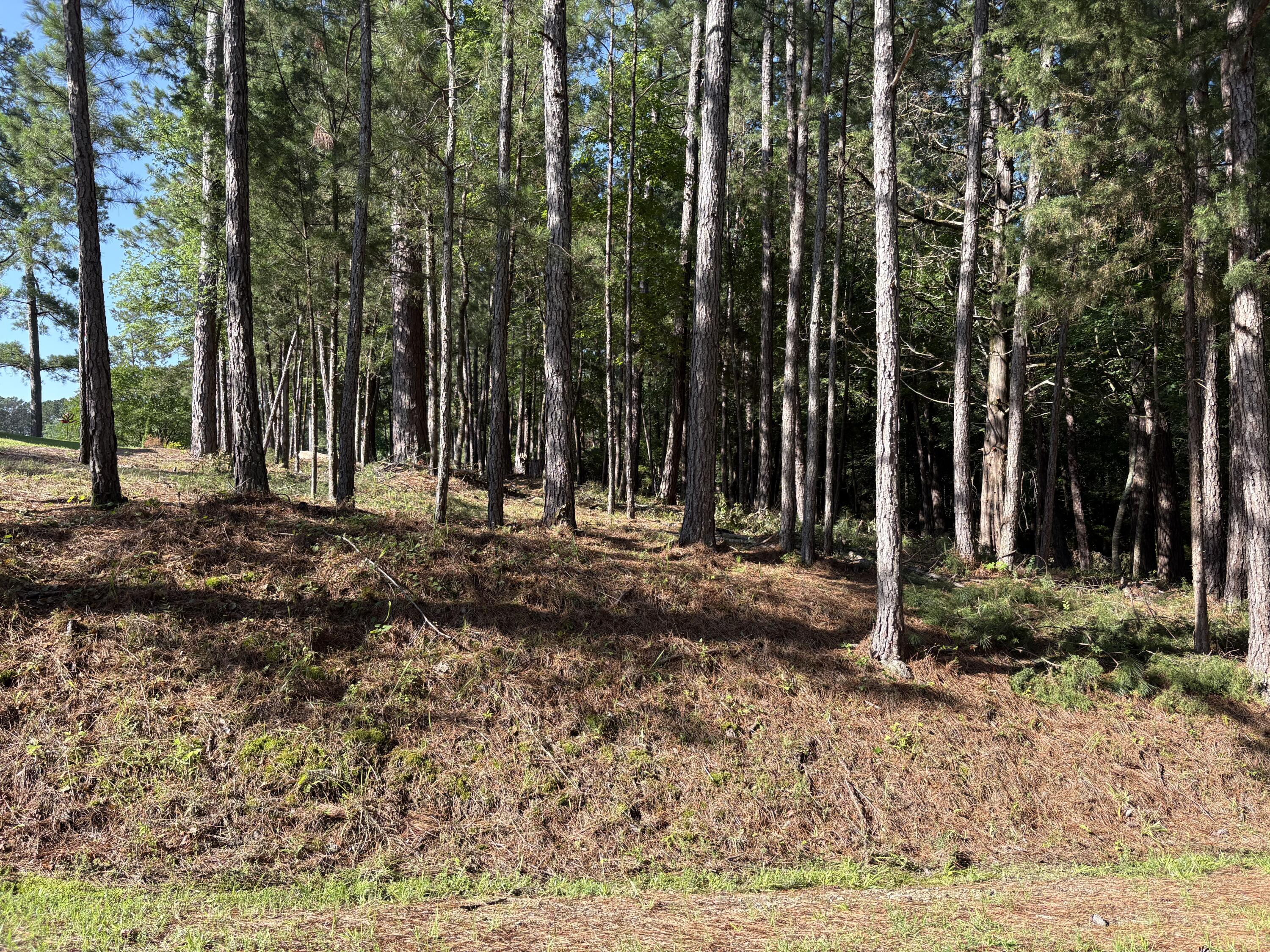 309 Vista Lane McCormick, SC 29835 - Photo 3 of 5 Road view