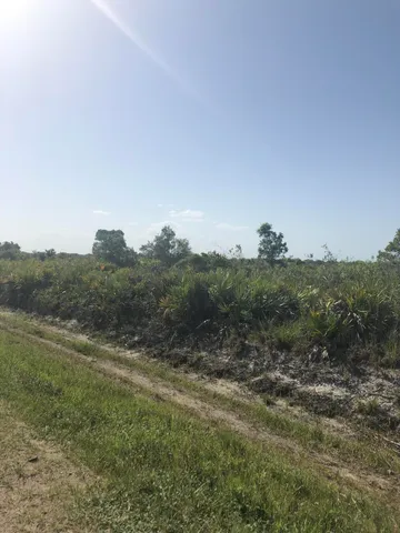 a view of a dry yard with green space