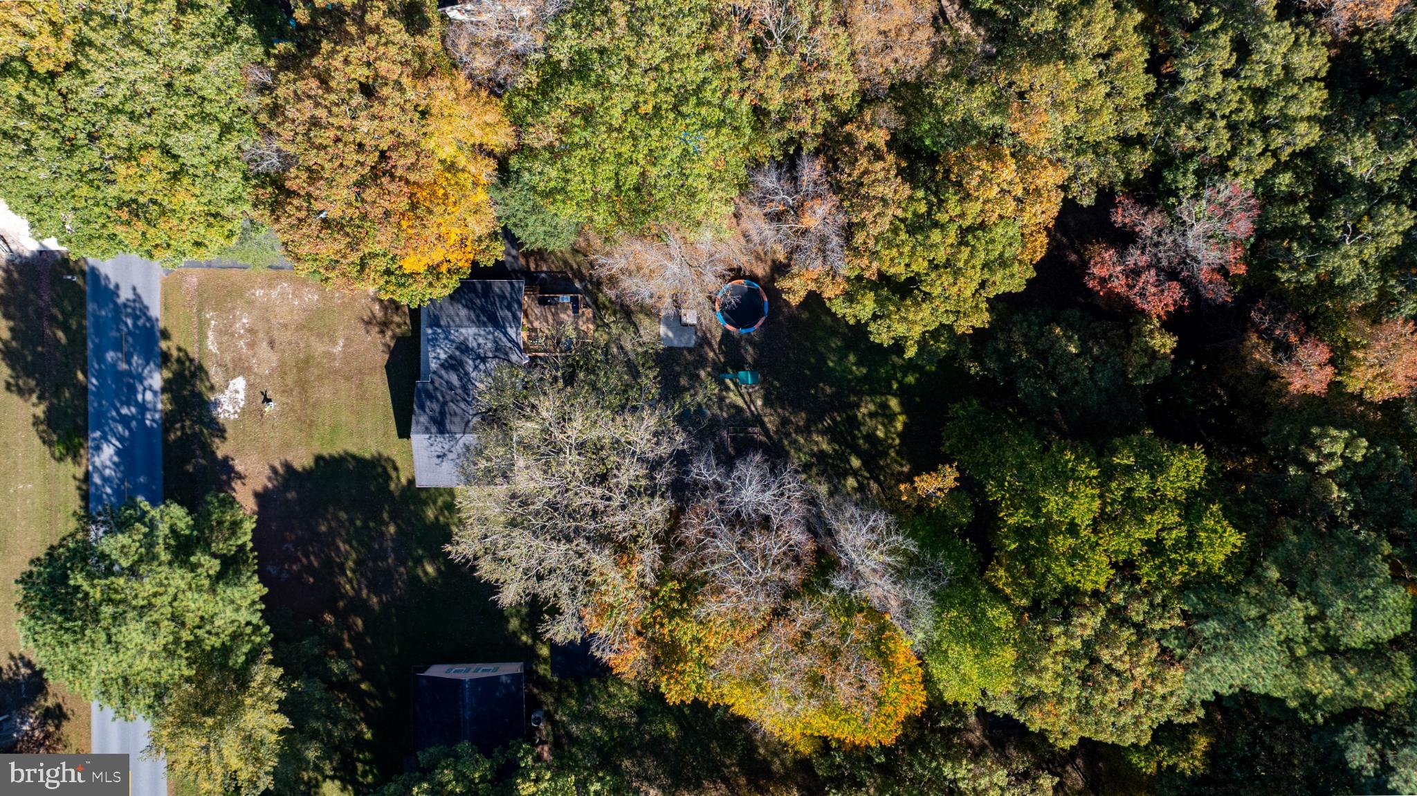 28425 Adkins Road Salisbury, MD 21801 - Photo 19 of 19 Serene woodland retreat in vibrant autumn hues.