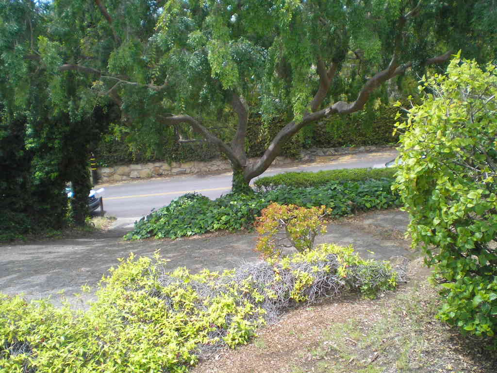 910 San Carlos Road Santa Barbara, CA 93103 - Photo 5 of 6 a view of a yard with plants and large trees