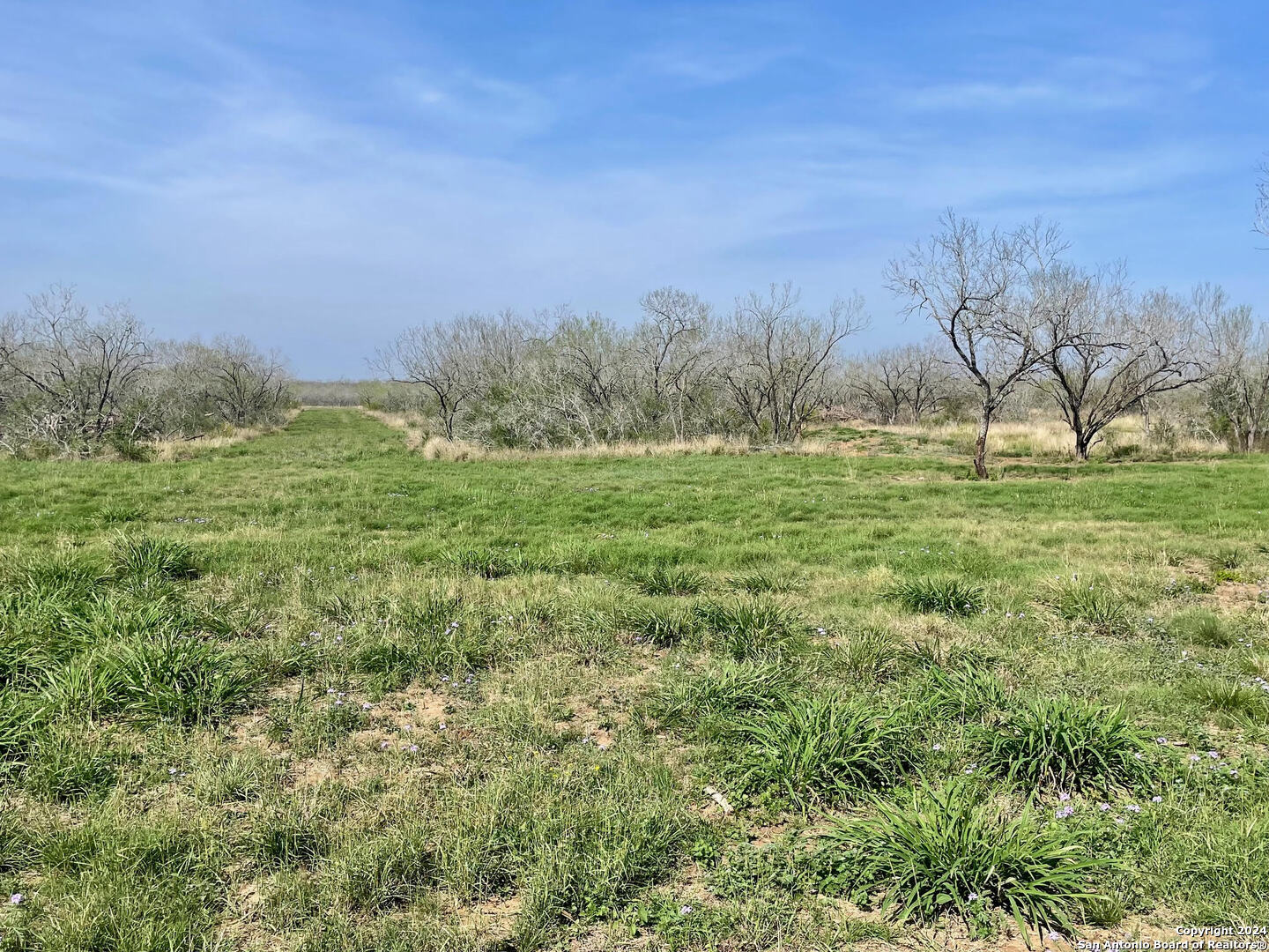 a view of a field with a tree in the background