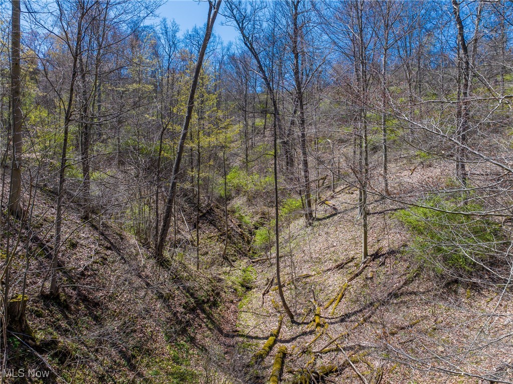 536 State Route Sardis, OH 43946 - Photo 14 of 19 View of local wilderness with a view of trees
