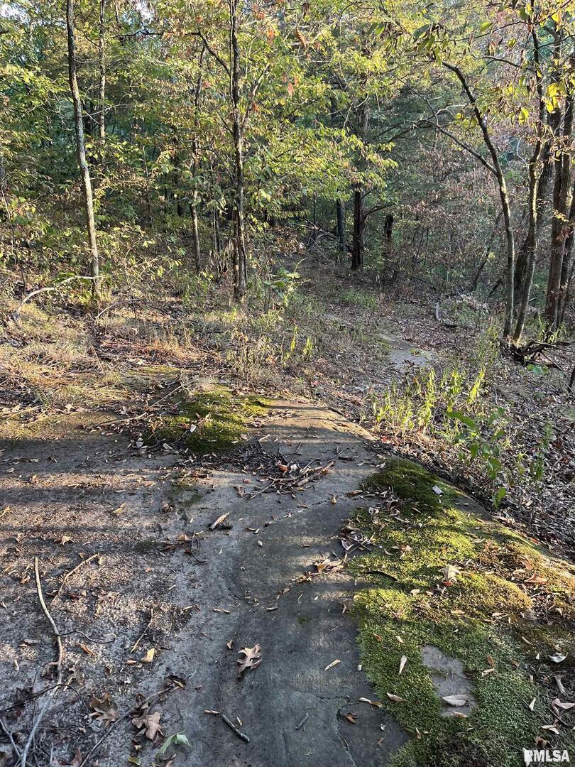 5435 Hickory Ridge Road Pomona, IL 62975 - Photo 52 of 67 a view of a forest filled with trees