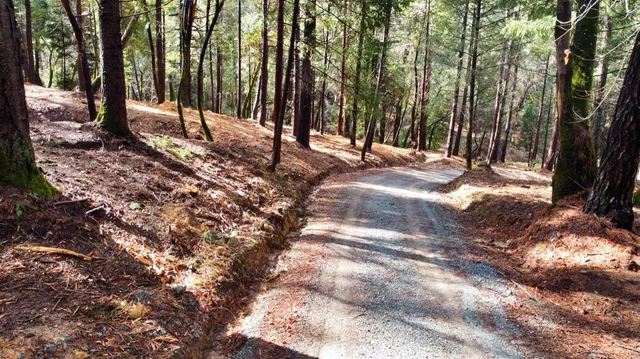 a view of a tree in a yard