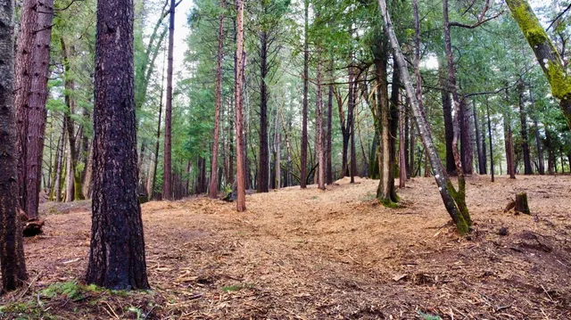 a backyard of a house with lots of green space