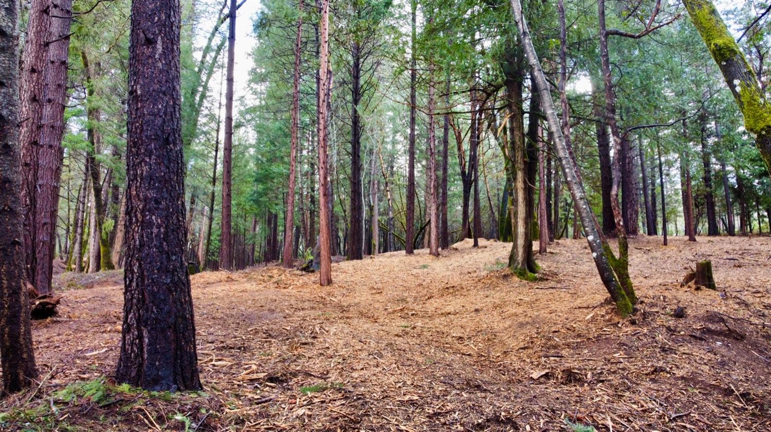 0 Oregon Trail Road Georgetown, CA 95634 - Photo 18 of 20 a backyard of a house with lots of green space