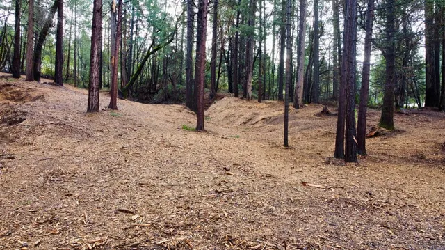 a view of a forest with trees