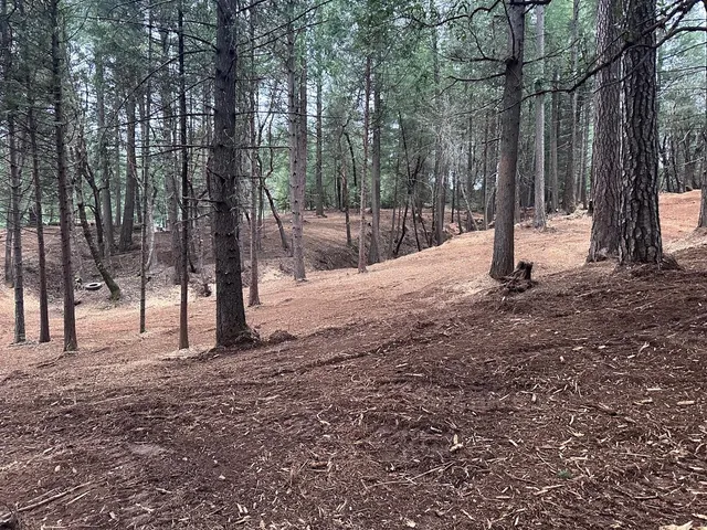 a view of a tree with a yard