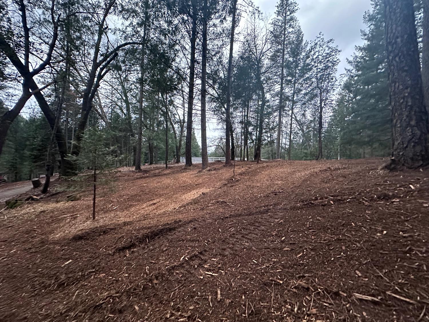 0 Oregon Trail Road Georgetown, CA 95634 - Photo 6 of 20 a view of a forest with trees