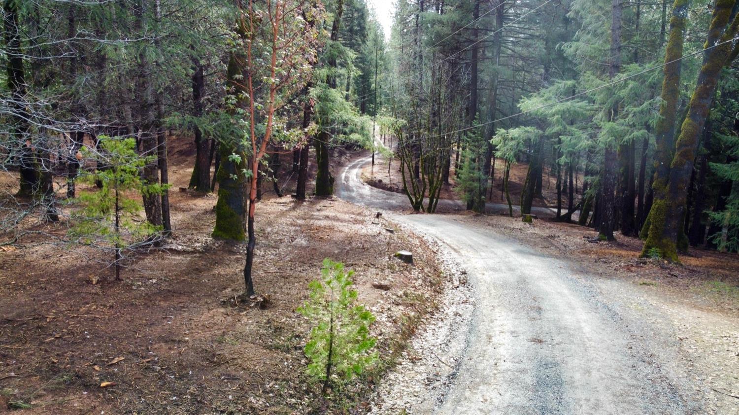 0 Oregon Trail Road Georgetown, CA 95634 - Photo 10 of 20 a view of a yard with trees