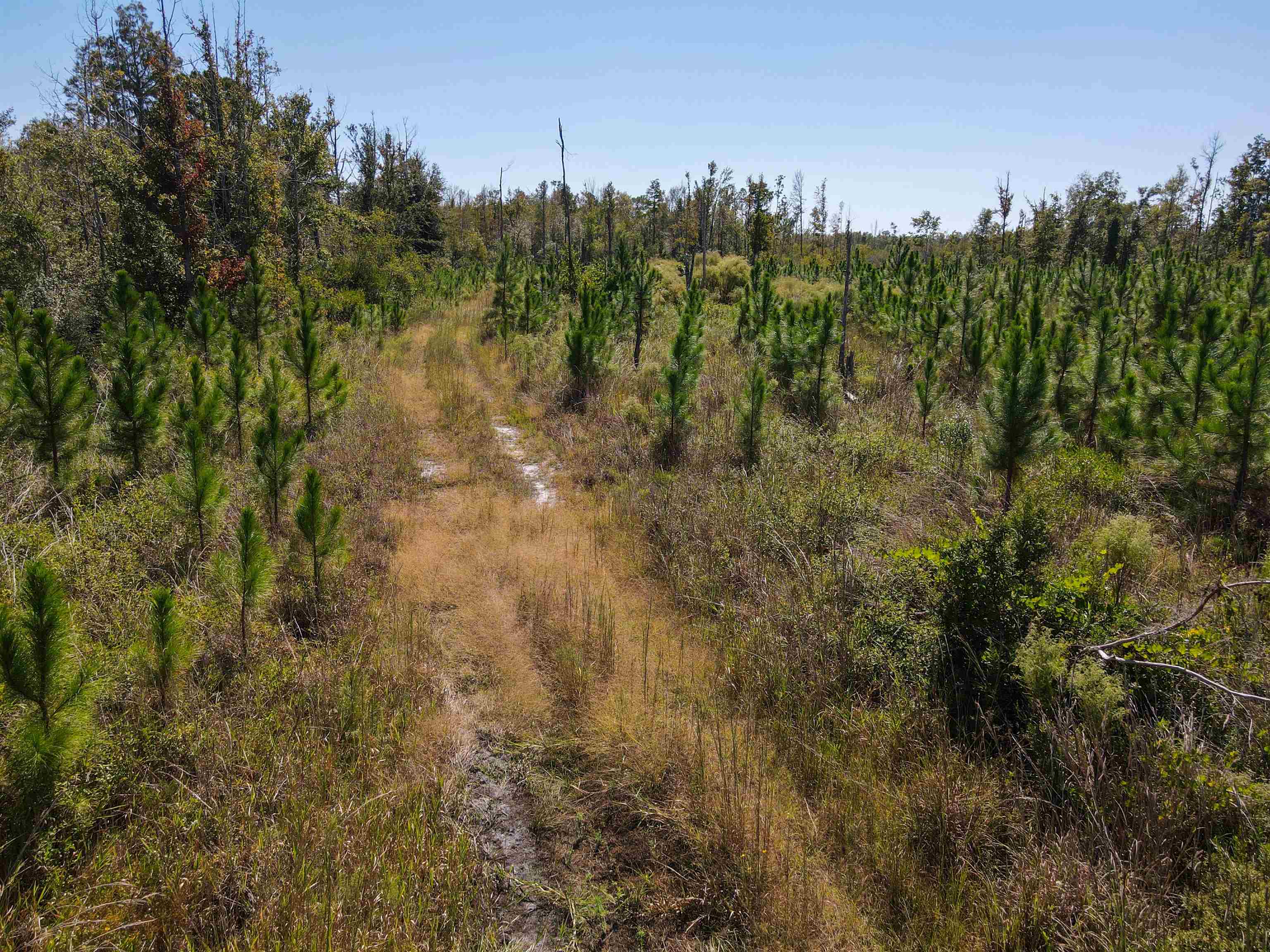 0 Southwest Mount Gilead Road Greenville, FL 32331 - Photo 29 of 33