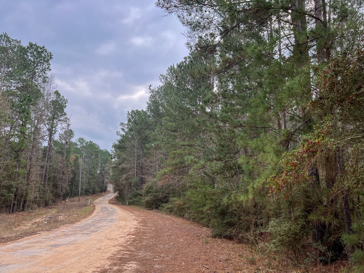 1 Union Springs Road Corrigan, TX 75939 - Photo 3 of 21 a view of a road with a trees in the background