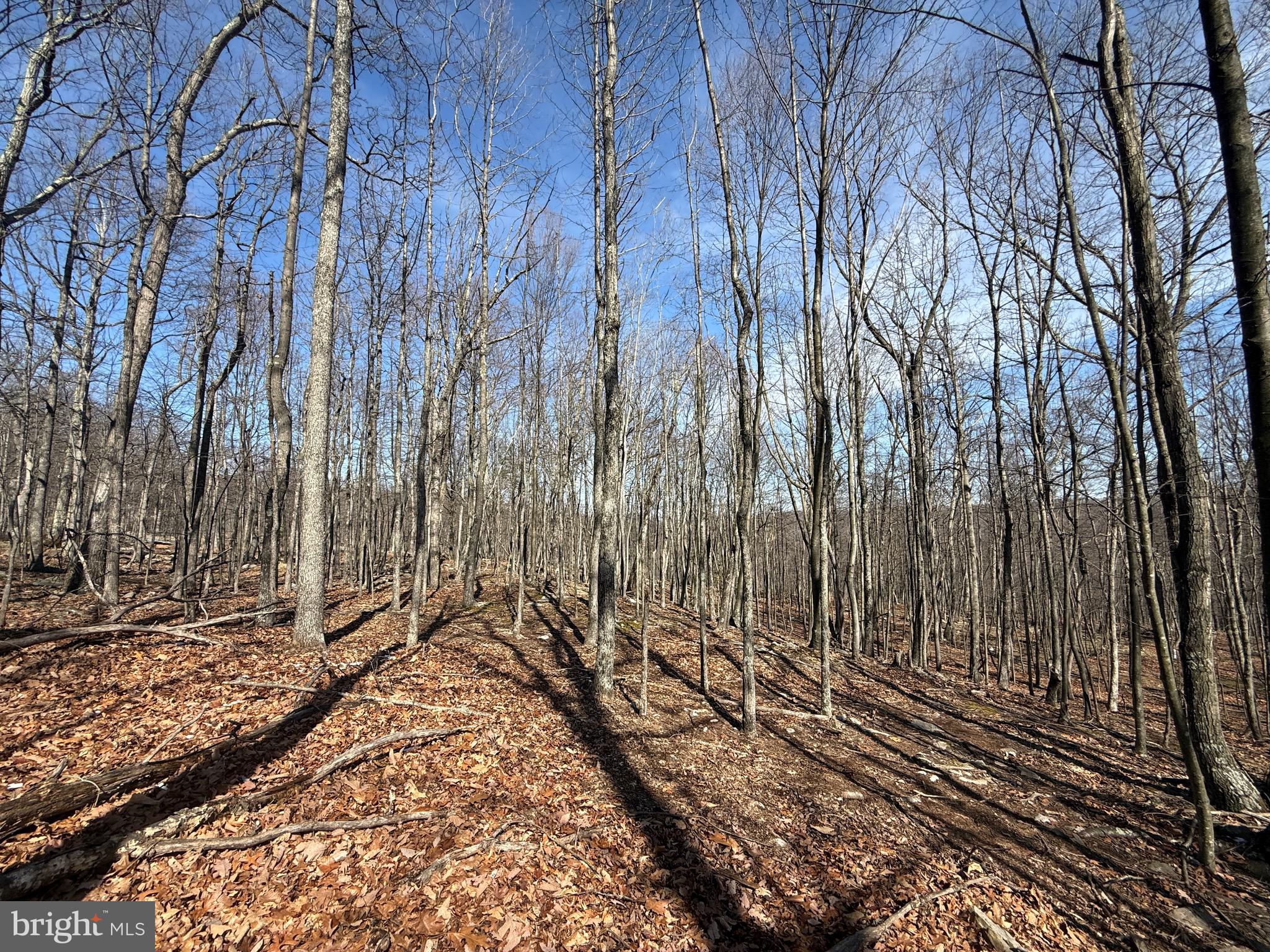 590 Parkside Terrace Berkeley Springs, WV 25411 - Photo 3 of 15
